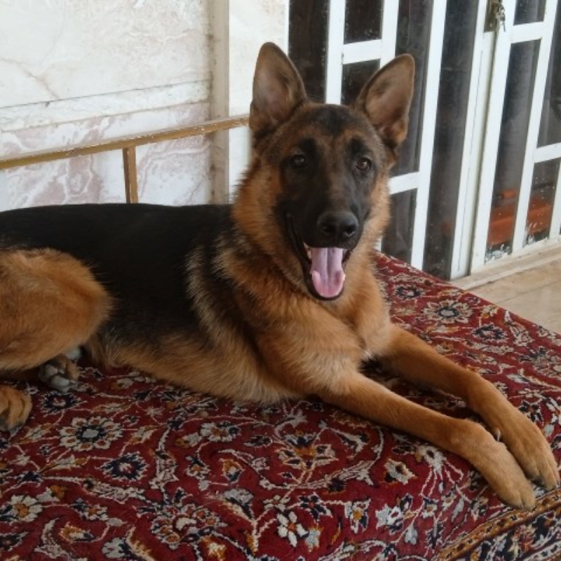 سگ ژرمن شپرد